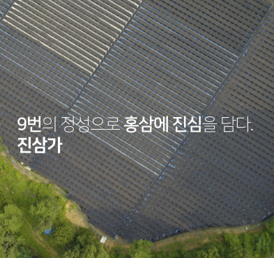 9증9포 명품홍삼