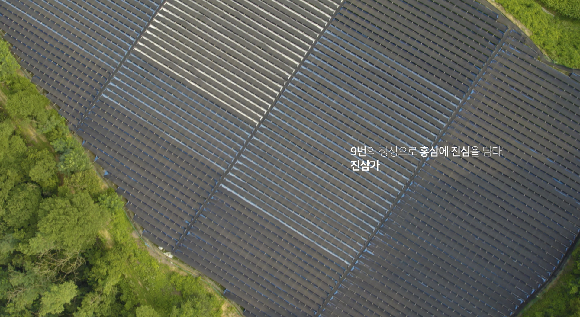 9증9포 명품홍삼